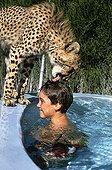 Cheetah licking the head of a child in a pool Namibia 