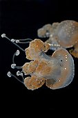 Spotted jellyfish  Aquarium Nausicaa France 