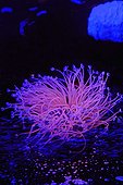 Fluorescent Tube Anemone in aquarium 