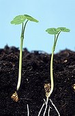 Capucine 'globe' Seedlings ; Capucine Germination sequence