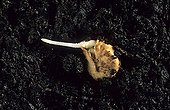 Capucine 'globe' germinate ; Capucine germination sequence