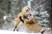 Male Red foxes fighting during rut period Rocky Mountains