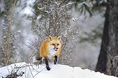 Male Red fox during rut period Rocky Mountains