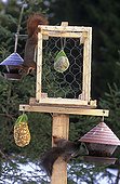 Various feeding dishes and Eurasian red squirrels Sweden