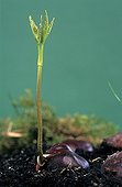 Horse chestnut tree germinate