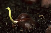 Horse chestnut tree germinate