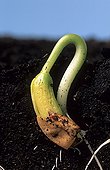 Winged bean 'Contender' germinate