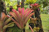 Bromeliads in the Jardin de Balata in Martinique Island