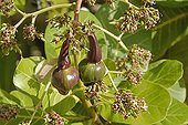 Cashew nuts on tree in a garden in Martinique Island