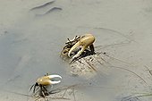 Fiddler crabs in Martinique Island