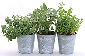 Spice plants in metal pots