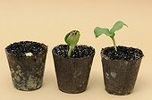 Squash germination sequence in peat pots