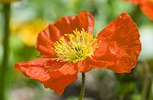 Iceland Poppy 'Wonderland' in a garden