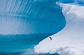 Manchot papou sur un iceberg Neko Harbour Antarctique