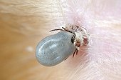 Tick vector of Lyme disease well hung