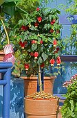 Abutilon 'Big Bell' in bloom on a garden terrace