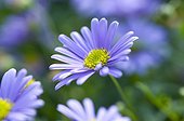 Swan river daisy in bloom on a garden terrace