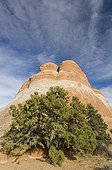 Tree and rock in Arches National Park USA