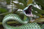 Green tree snake Bolivia