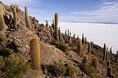 Cactus giant near the Salar de Tunupa in Bolivia  ; Also called Salar de Uyuni, is the largest salt lake in the world