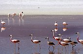Andean Flamingos RN Eduardo Avaroa Bolivia 