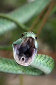 Green tree snake Bolivia