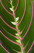 Detail of Prayer plant 'Erythroneura' leaf