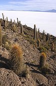 Cactus giants Salar de Uyuni Ile Incahuasi Bolivia