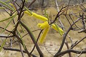 Acacia en fleurs Parc National Namib-Naukluft Namibie