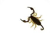 European Yellow-tailed Scorpion 