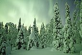 Aurora borealis over the taiga in winter Finland