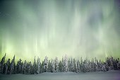 Aurora borealis on taiga covered with snow Finland
