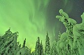 Aurora borealis over taiga covered with snow Finland