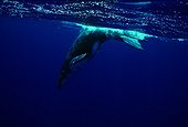 Humpback whale calf island Rurutu Austral French Polynesia