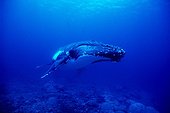 Humpback whale  island Rurutu Austral French Polynesia