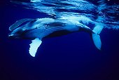 Humpback whale calf  island Rurutu Austral French Polynesia