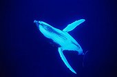 Humpback whale  island Rurutu Austral French Polynesia