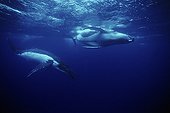 Humpback whales  island Rurutu Austral French Polynesia