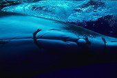 Humpback whale  island Rurutu Austral French Polynesia