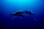 Humpback whale and calf  island Rurutu Austral Polynesia