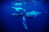 Humpback whale and calf  island Rurutu Austral Polynesia
