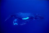Humpback whale nursing is calf  island Rurutu Austral