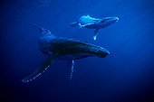 Humpback whale and calf  island Rurutu Austral Polynesia