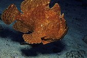 Commerson's Frogfish swimming near the seabed