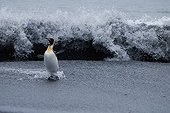 King penguin coming back from an alimentary journey ; Lieu : Macquarie Island