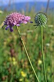 Small scabious in bloom Spain