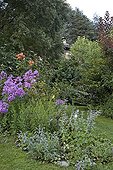Phlox and Plectranthus at the Jardin du Tomple  Gard  France