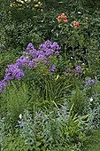 Phlox and Plectranthus at the Jardin du Tomple  Gard  France