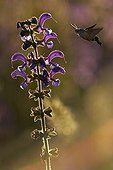 Olive bee hawk-moth gathering nectar on a Meadow clary