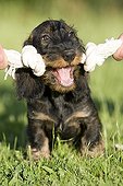 Master stimulating his Wire-haired Dachshund puppy with toy ; Toy : Rope Knots toy